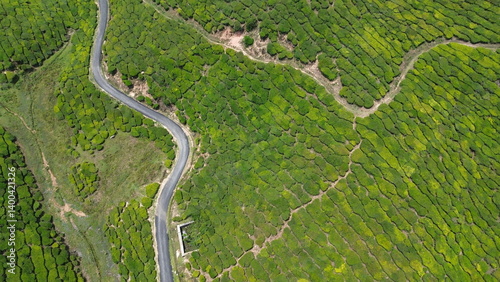 Tea Plantations in Munnar, Kerala, India