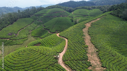 Tea Plantations in Munnar, Kerala, India