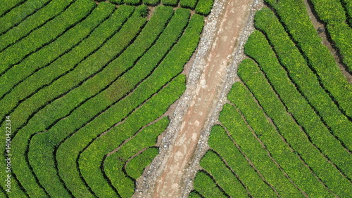 Tea Plantations in Munnar, Kerala, India