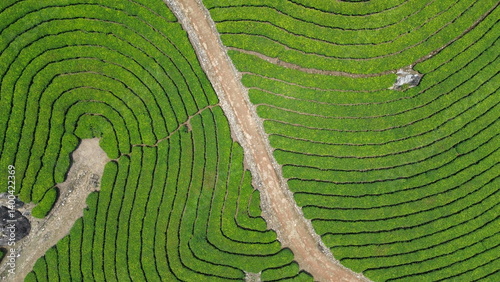 Tea Plantations in Munnar, Kerala, India