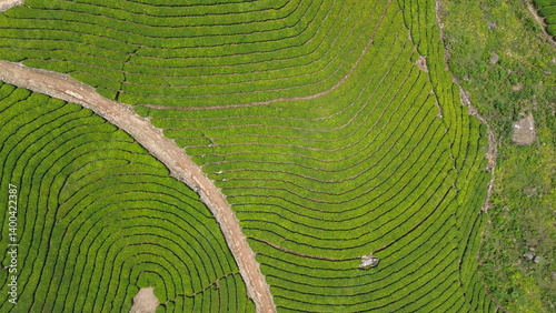Tea Plantations in Munnar, Kerala, India