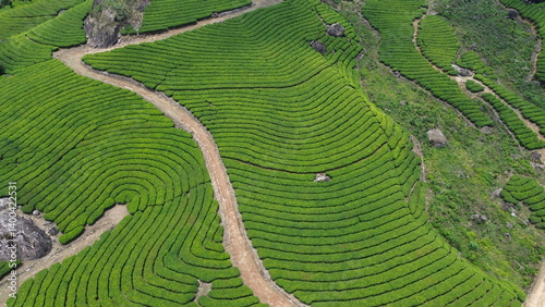Tea Plantations in Munnar, Kerala, India