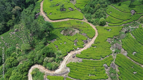 Tea Plantations in Munnar, Kerala, India