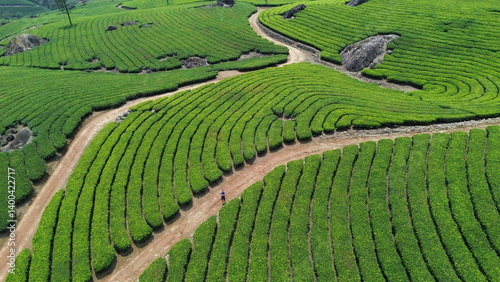 Tea Plantations in Munnar, Kerala, India