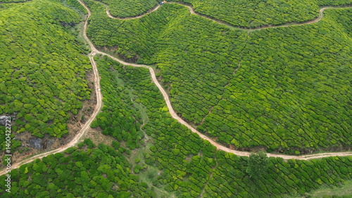 Tea Plantations in Munnar, Kerala, India