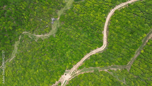 Tea Plantations in Munnar, Kerala, India
