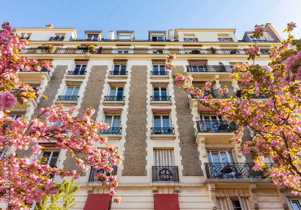 Blooming sakura in spring in Montmartre, Paris, France