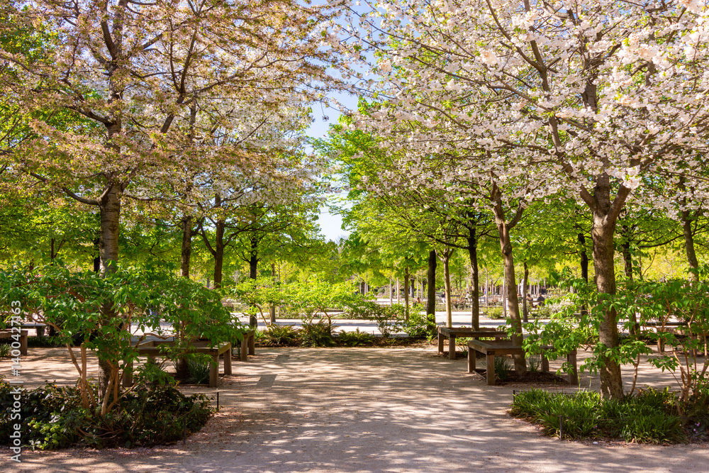 Tuileries gardens in spring, Paris, France