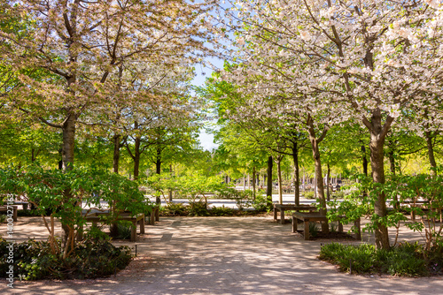 Obraz na płótnie Tuileries gardens in spring, Paris, France w salonie