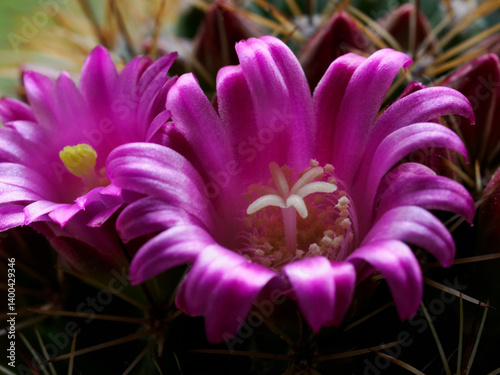 Obraz na płótnie Mammillaria, a flowering cactus at springtime w salonie