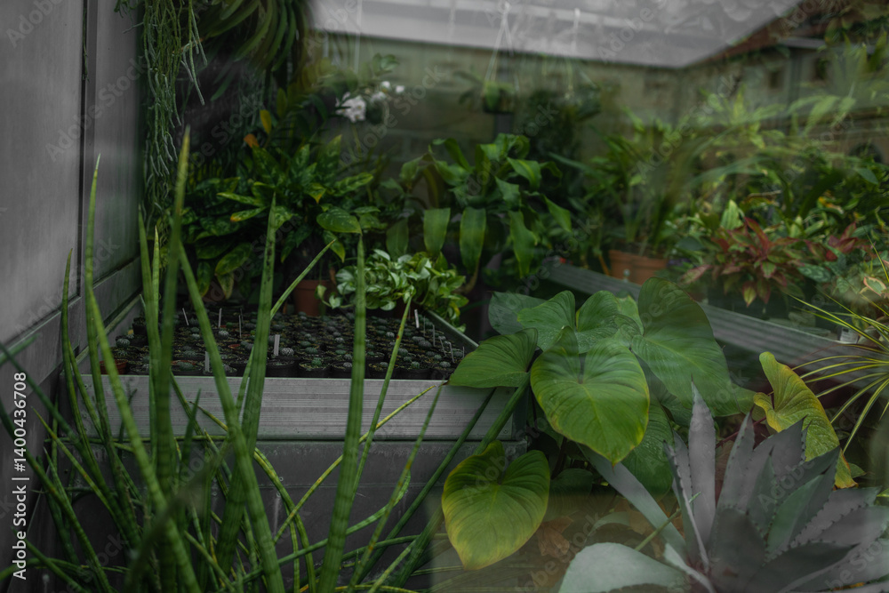 Vertical garden with lush green plants in black pots on a metal shelf, against a rustic brick and glass wall background. High quality photo