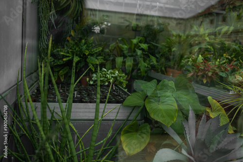 Obraz na płótnie Vertical garden with lush green plants in black pots on a metal shelf, against a rustic brick and glass wall background. High quality photo w salonie