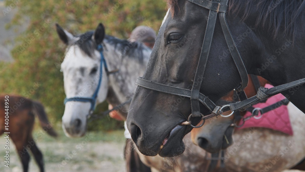 Obraz premium Black horse wearing bridle standing near handler and other horses, ready for equestrian event or training session