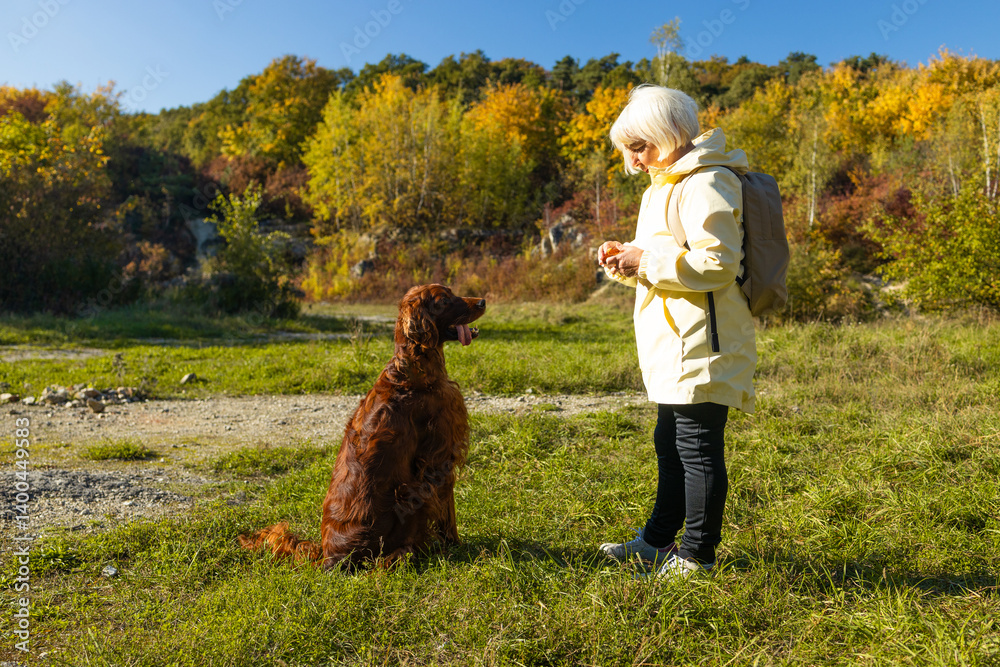 An adult Caucasian 50s 60s woman trains an Irish Setter dog in a field in a city park. High quality photo