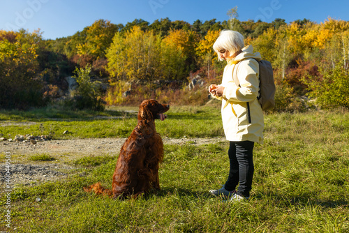 Obraz na płótnie An adult Caucasian 50s 60s woman trains an Irish Setter dog in a field in a city park. High quality photo w salonie