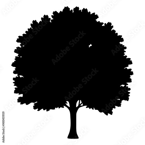 elm tree silhouettes - black elm tree, isolated transparent background