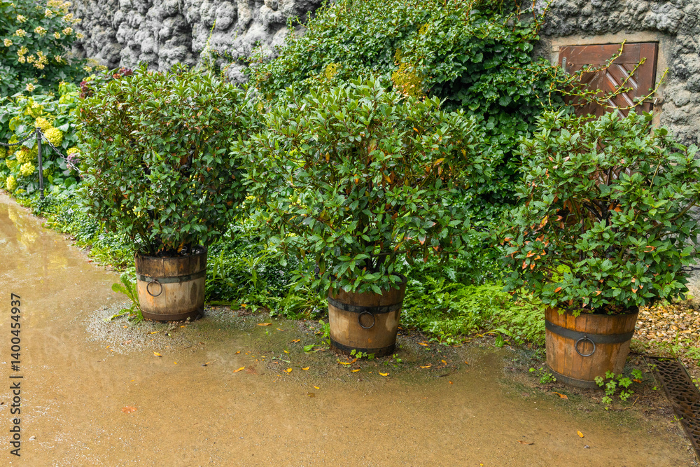 Potted plant Chinese citrus for a happy chinese new year's decoration. High quality photo