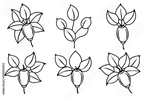  rose hip line art hand drawn natural beauty.