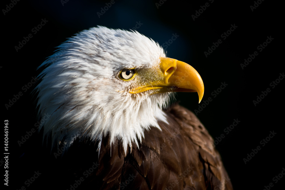 Aigle Aigle