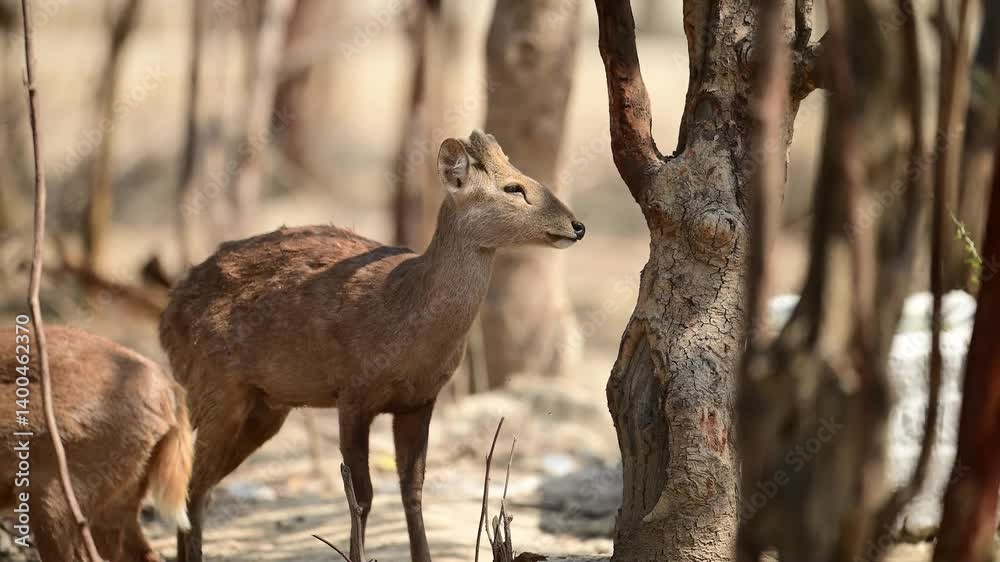 A focused shot of a young Hog deer, looking directly at the camera, amidst the dappled shade of trees in a natural environment. A focused shot of a young Hog deer, looking directly at the camera, amidst the dappled shade of trees in a natural environment.