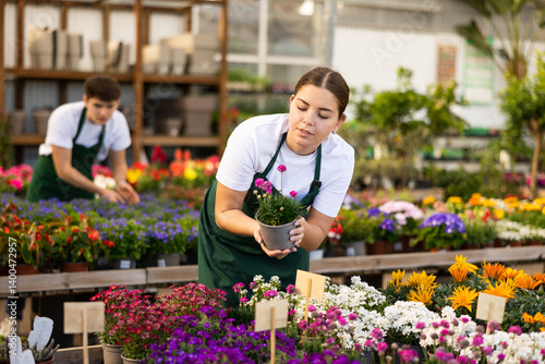 Positive young female florist preparing potted pink sea thrift for sale, arranging plants on staging in greenhouse