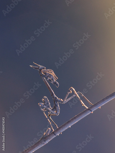 Close-up of a conehead mantis (Empusa pennata) photo