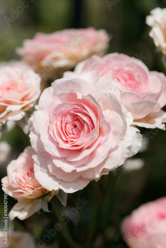 Fototapeta Naklejka Na Ścianę i Meble -  Pink beautiful blooming roses in garden, close up.
