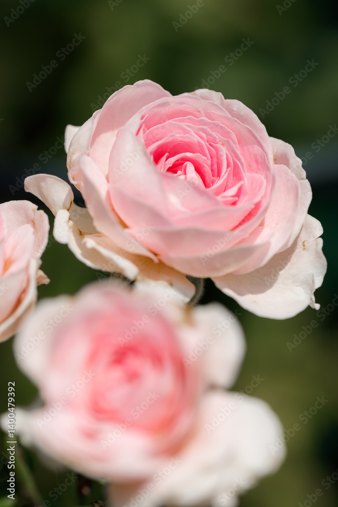 Pink beautiful blooming roses in garden, close up. Pink beautiful blooming roses in garden, close up.