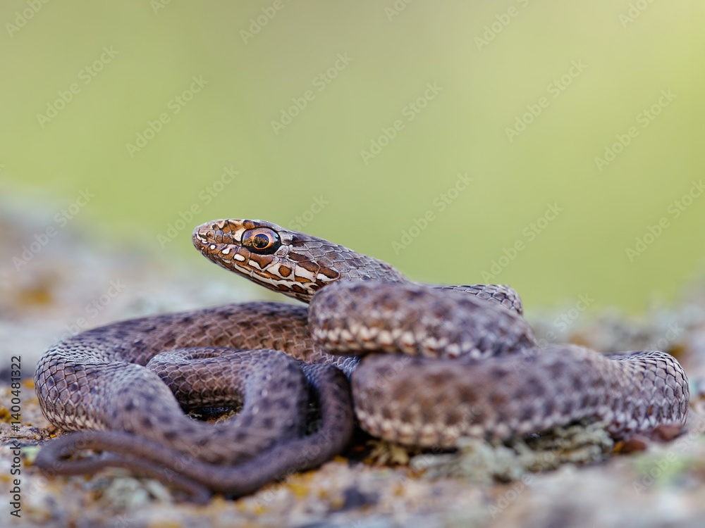 Close-up of an Eastern Montpellier snake (Malpolon insignitus) Close-up of an Eastern Montpellier snake (Malpolon insignitus)