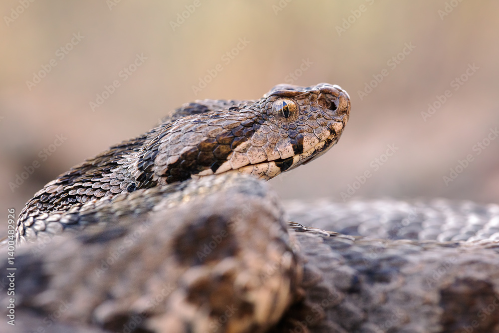 Close-up of a large Ottoman viper (Montivipera xanthina) Close-up of a large Ottoman viper (Montivipera xanthina)