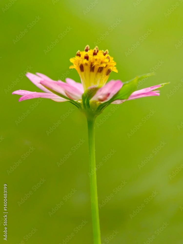 Selective focus of a pink Cosmos caudatus flower in the garden Selective focus of a pink Cosmos caudatus flower in the garden