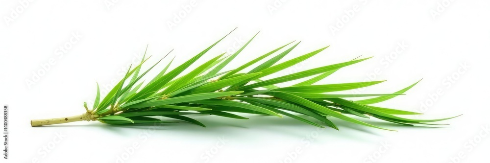 Fototapeta premium Single long grass branch isolated on white surface, isolated, background, green