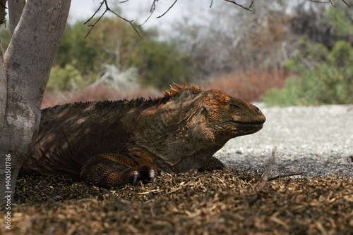 Galapagos Land Iguana