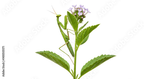 Bild auf Leinwand Isolated Praying Mantis