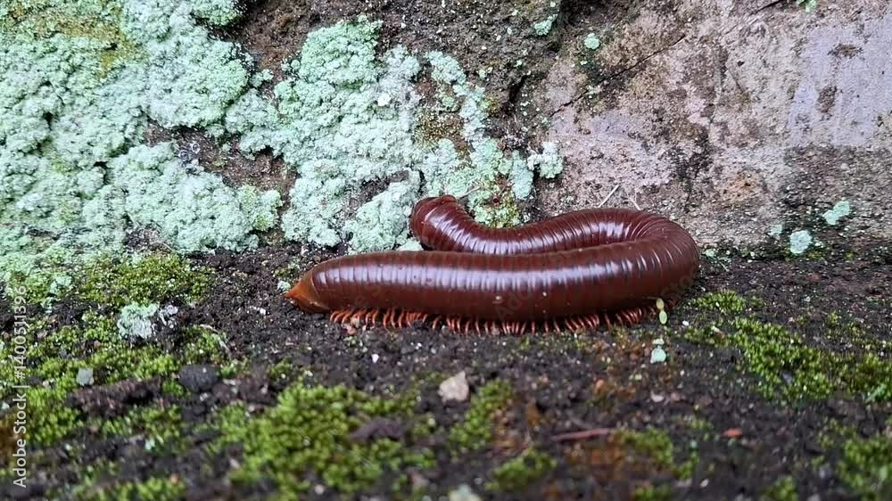 A millipede is trying to find its way or find food.