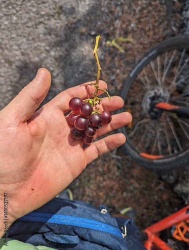 Active Azores: Sweet Break with Wild Grapes on Pico Island