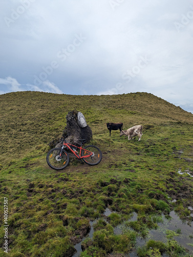 Active Pico: Biking with Cows on the Island's Lush Pastures