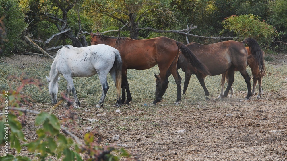 Horses grazing in the dry field near Belogorsk, Crimea Horses grazing in the dry field near Belogorsk, Crimea