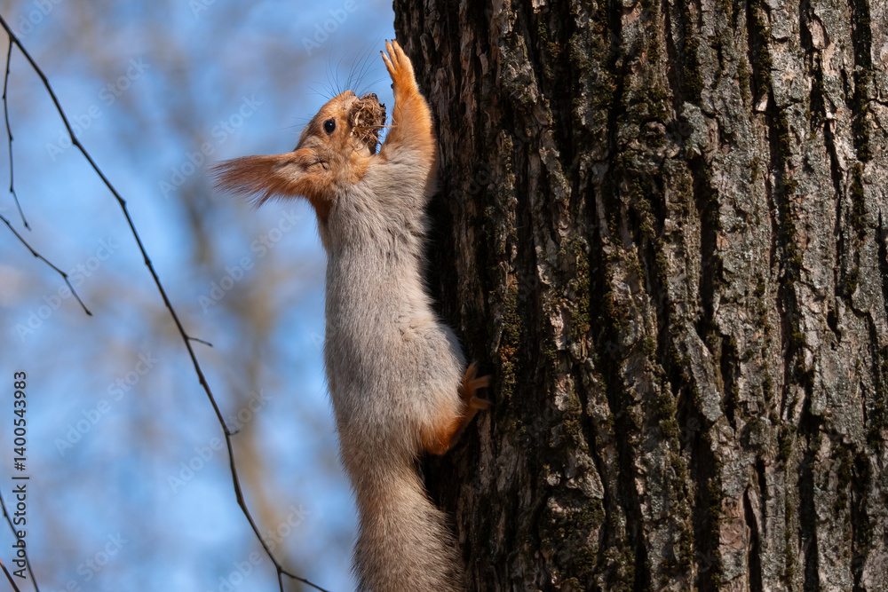 Squirrel with red and grey fur in a city park in spring