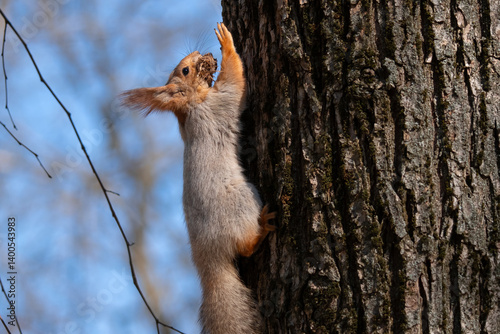 Obraz na płótnie Squirrel with red and grey fur in a city park in spring w salonie