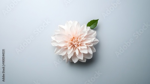 Elegant Pale Pink Dahlia Flower Blossom with Green Leaf on Soft Blue Background Floral