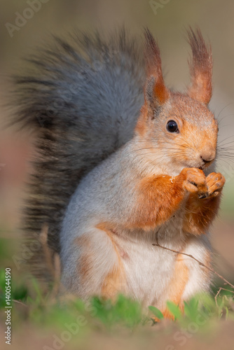 Obraz na płótnie Squirrel with red and grey fur in a city park in spring w salonie