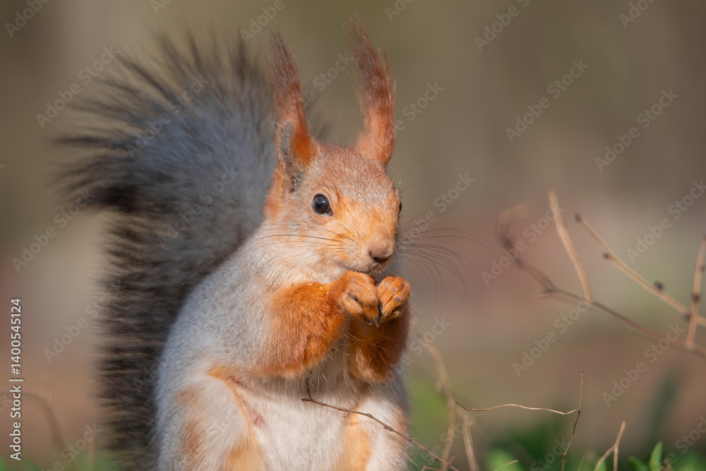 Squirrel with red and grey fur in a city park in spring