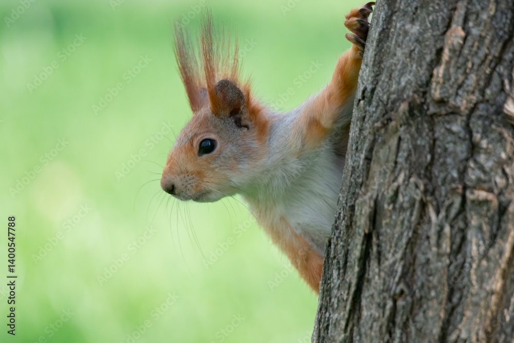 Squirrel with red and grey fur in a city park in spring
