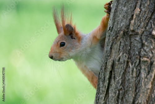 Obraz na płótnie Squirrel with red and grey fur in a city park in spring w salonie