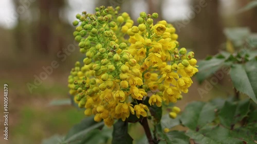 The most beautiful spring flowers in the forest