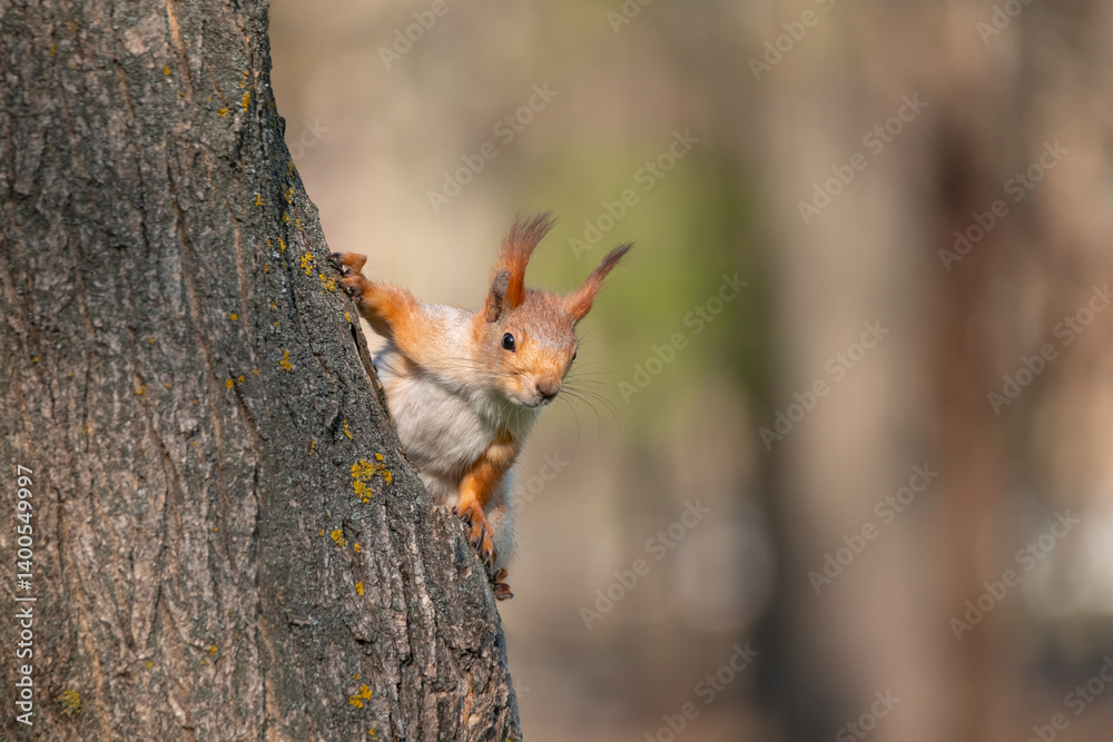 Squirrel with red and grey fur in a city park in spring