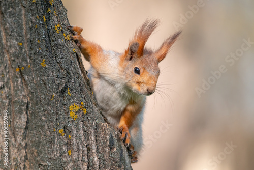 Obraz na płótnie Squirrel with red and grey fur in a city park in spring w salonie