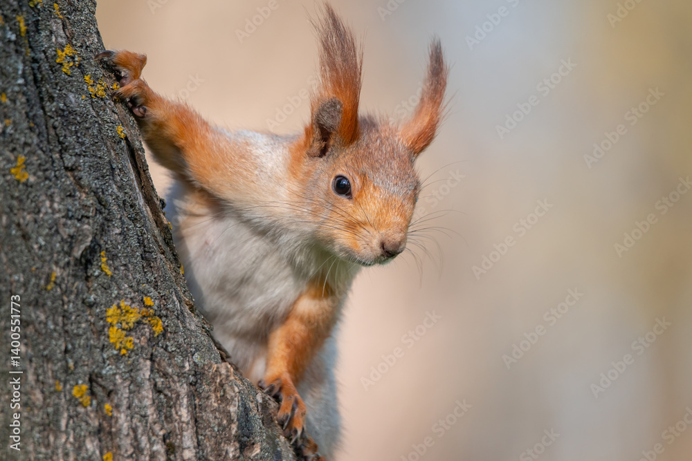 Squirrel with red and grey fur in a city park in spring