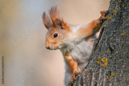 Obraz na płótnie Squirrel with red and grey fur in a city park in spring w salonie